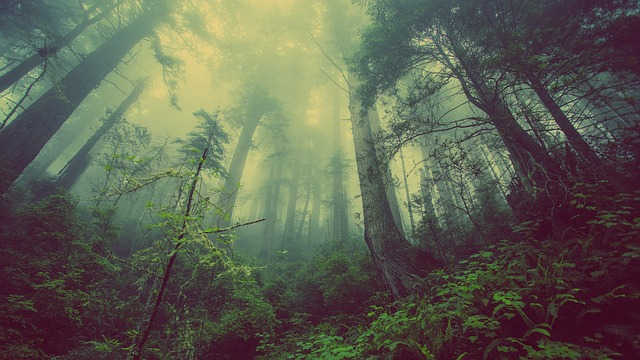 Environment